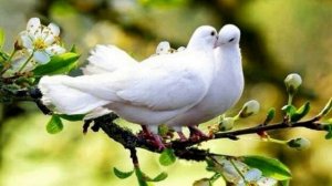 ВЬЮГА-ТЫ МОЯ ПОДРУГА старинная цыганская песня Исп Г.ПогорельскаяКислякова.mp4