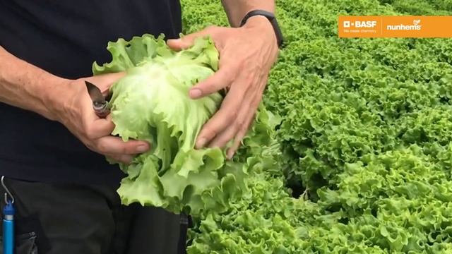 Бассари - яркая батавия с насыщенным вкусом! смотреть онлайн