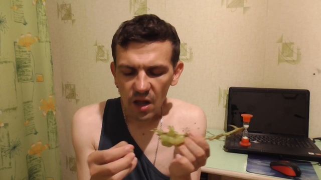 ОБЖОР НА ЗЕЛЁНЫЙ ВИНОГРАД КИШМИШ ИНДИЯ смотреть онлайн