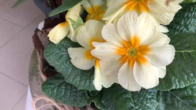 jacintos hyacinthus orientalis primula Helleborus смотреть онлайн
