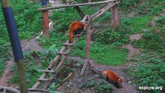 What Are Red Pandas? смотреть онлайн