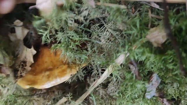 Гриб Подберезовик! Гриб Лиственничный Масленок! Грибы Поддубники! В лес за съедобными грибами смотреть онлайн