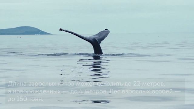 Гренландский кит смотреть онлайн