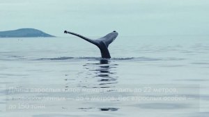 Гренландский кит