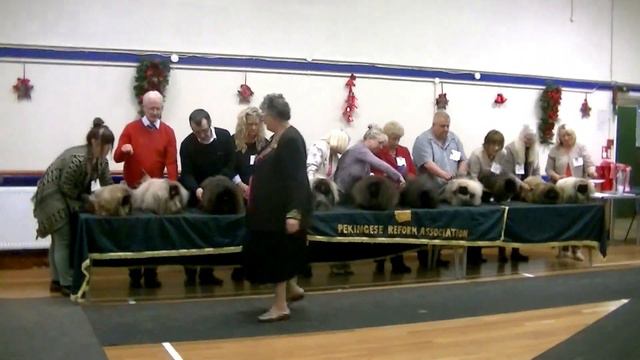 Pekingese Reform Ch.Show 2013,All Unbeaten Dogs (Males) смотреть онлайн