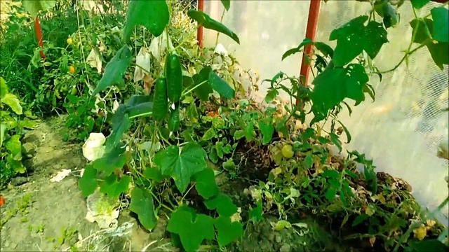 Влог 05.08.18 Дача| Речка| Шашлык... смотреть онлайн