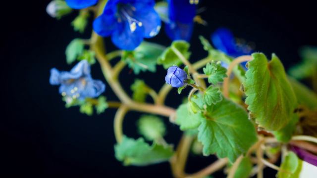 timelapse bluebell смотреть онлайн