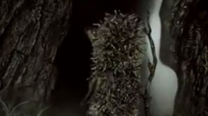 Ёжик в тумане 1975г