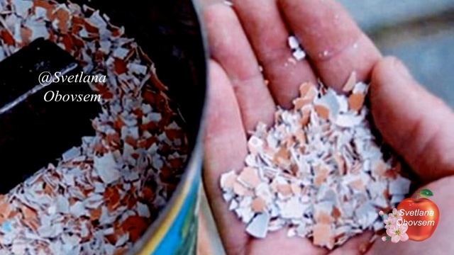НАСЫПЬТЕ ЯИЧНУЮ СКОРЛУПУ ОСЕНЬЮ ПОД СМОРОДИНУ.И ВЫ ЗАМЕТИТЕ ЧТО ЯГОД СТАНЕТ БОЛЬШЕ КРУПНЫХ И СЛАДКИ смотреть онлайн