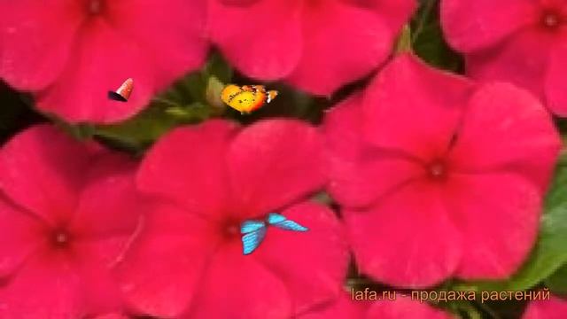 Катарантус обыкновенный Ред ? обыкновенный катарантус Ред обзор: как сажать, семена катарантуса Ред смотреть онлайн