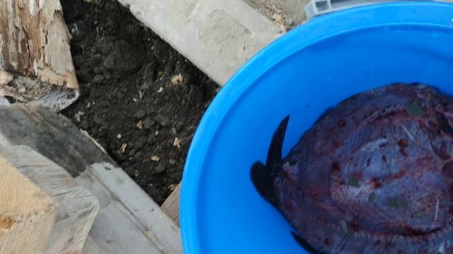 засолка сазана по сибирски смотреть онлайн