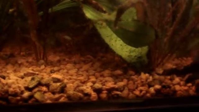 сомики дерутся смотреть онлайн