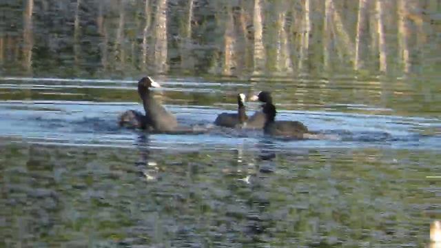 Лысухи на озере смотреть онлайн