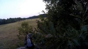 Охота на косулю с манком