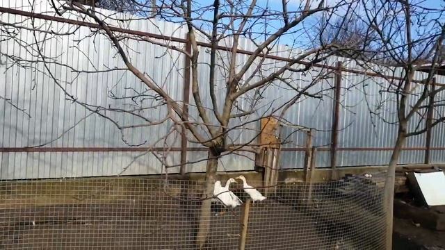 Утки индийские бегунки - первые яйца//Наши новости смотреть онлайн