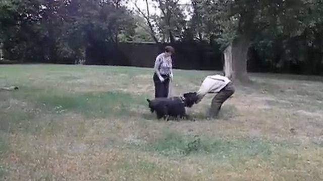 РУССКИЙ ЧЁРНЫЙ ТЕРЬЕР.ЗАНЯТИЕ ЗКС. смотреть онлайн
