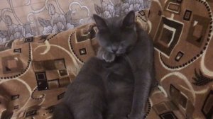 Мой кот породы Русская Голубая кошка