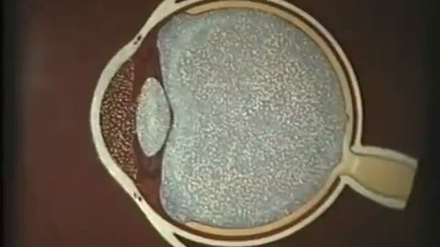 Строение органа зрения © Structure Of The Organ Of Vision