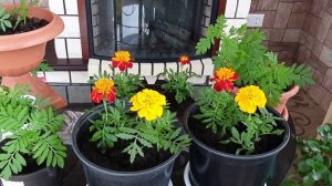 Бархатцы - как увеличить цветение! Прищипка бархатцев на рассаду