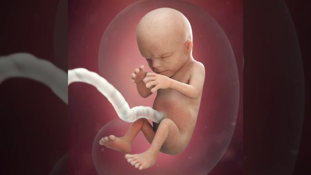 Java e 14 e Shtatzanise. Cfare pritet te ndodhe gjate kesaj jave? смотреть онлайн