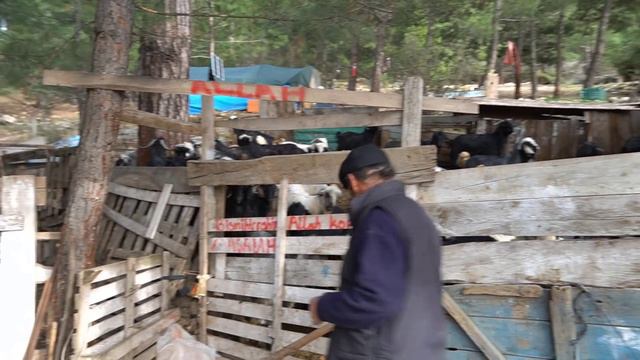 YÖRÜKLERİN KEÇİ SÜRÜLERİ İLE DOĞADA GEÇEN DOĞAL YAŞAM TARZLARI, KURT ANADOLU ÇOBAN KÖPEĞİ, AT VE SA смотреть онлайн