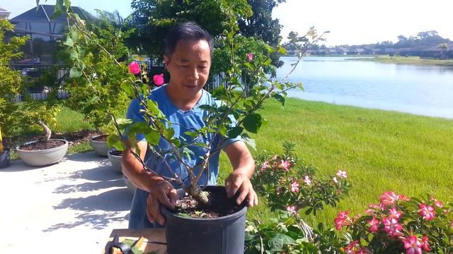 Bougainvillea Bonsai - How to Propagate From Large Cuttings (1 year updated) смотреть онлайн