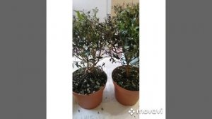 Реанимирования Мирта