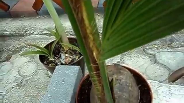 Coconut palms, Cocos nucifera смотреть онлайн