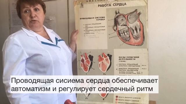 Сердечный цикл. Проводящая система сердца