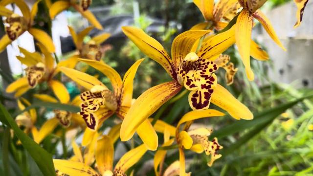 Superb Beautiful Tiger Cymbedium #malaysia #segamat #cymbidium #yellow #tiger смотреть онлайн