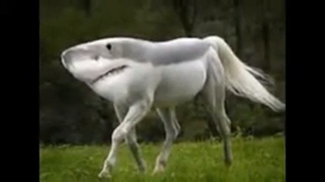 The Best photoshopped animals смотреть онлайн