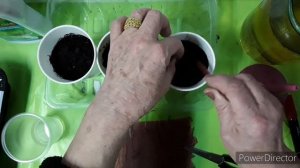 Пикировка проросших семян томатов в стаканчики.