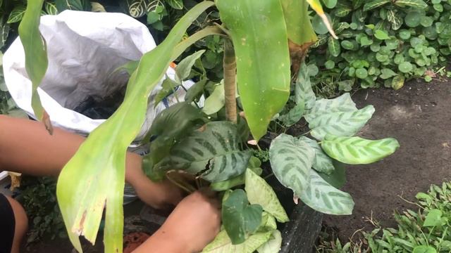 Dracaena Plant Dish Garden | Give a little revamp on my Fortune plant | New houseplant arrangement смотреть онлайн