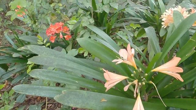 Joy plants spring clivias смотреть онлайн