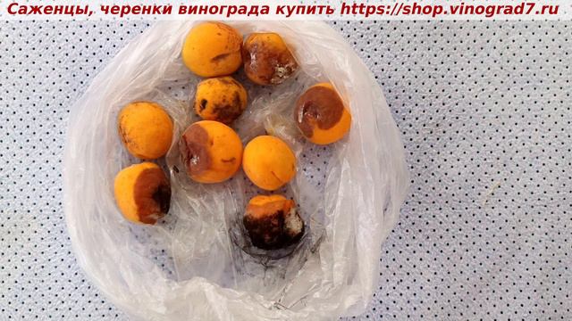 Черная гниль, плесень.. просто замечательно удалось ее прорастить- смотрите какая пышная,красивая! смотреть онлайн