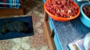 Как и чем кормлю моих собак. Только сырое мясо. Французские бульдоги.