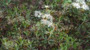 Лечебные свойства багульника. Багульник болотный