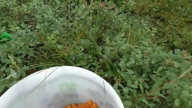 САМОДЕЛЬНЫЙ ГУСЕНИЧНЫЙ ВЕЗДЕХОД-СБОР МОРОШКИ НА БОЛОТАХ КАРЕЛИИ! смотреть онлайн
