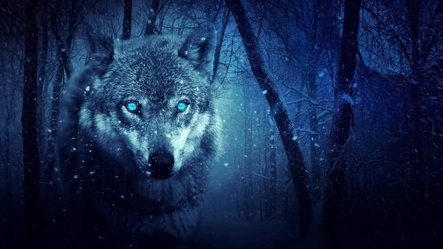 Wolves howling in the night. 8 Hours of wolf sounds смотреть онлайн