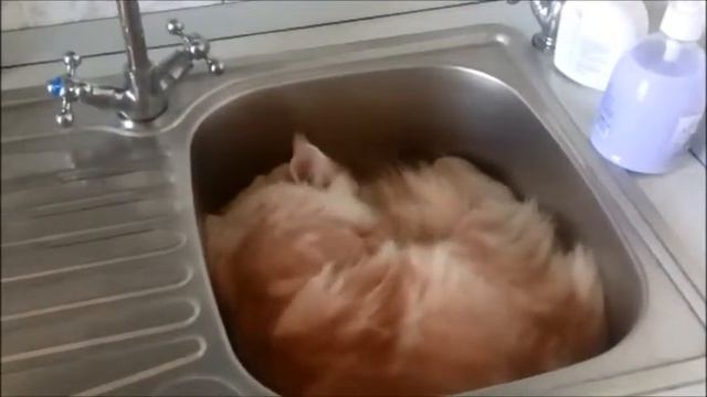 Видео мейн кун. Кот в мойке. смотреть онлайн