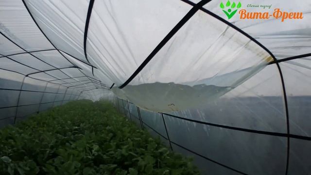 Готовим теплицы для перца 7-10 марта Вита Фреш смотреть онлайн