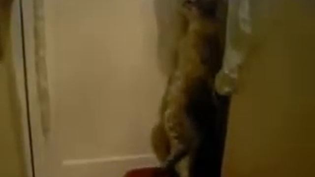 Кот Фесс прячется смотреть онлайн