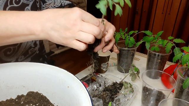 Пикирование томатов. Борьба с вытягиванием ( воздействие на корневую систему и листовую массу). смотреть онлайн