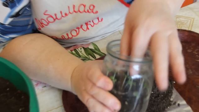 Сеем капусту в банку. Далее пикируем. (30.03.16) смотреть онлайн