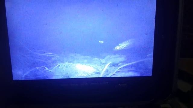 Утренний клев ельца.зимняя рыбалка смотреть онлайн