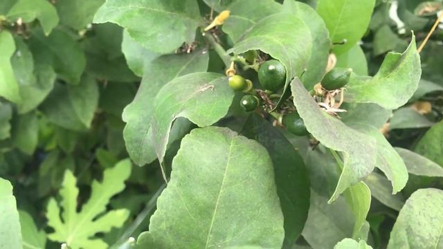 ВЛОГ#40. Теплица, выращивание лимонов, отцвели, пошли плоды. смотреть онлайн