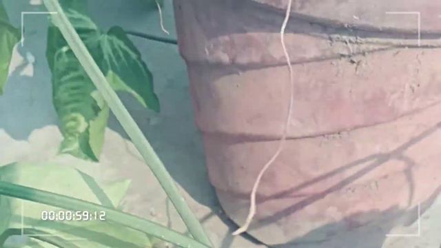 Make A New  Syngonium