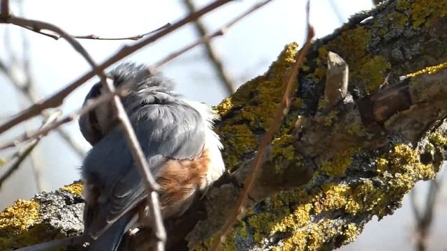 Обыкновенный по́ползень, или ямщи́к (лат. Sitta europaea) смотреть онлайн