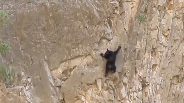 Медведи лезут по отвесной скале смотреть онлайн