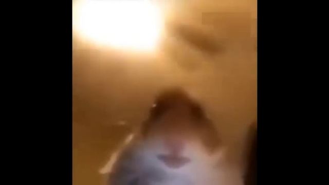 хомяк Миша смотрит в камеру 5минут(ОСТОРОЖНО НЕ СМОТРИТЕ С ГРОМКИМ ЗВУКОМ!!!!!)